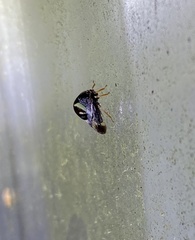 Smilia fasciata