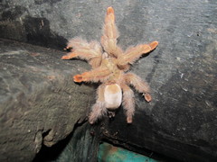 Psalmopoeus pulcher