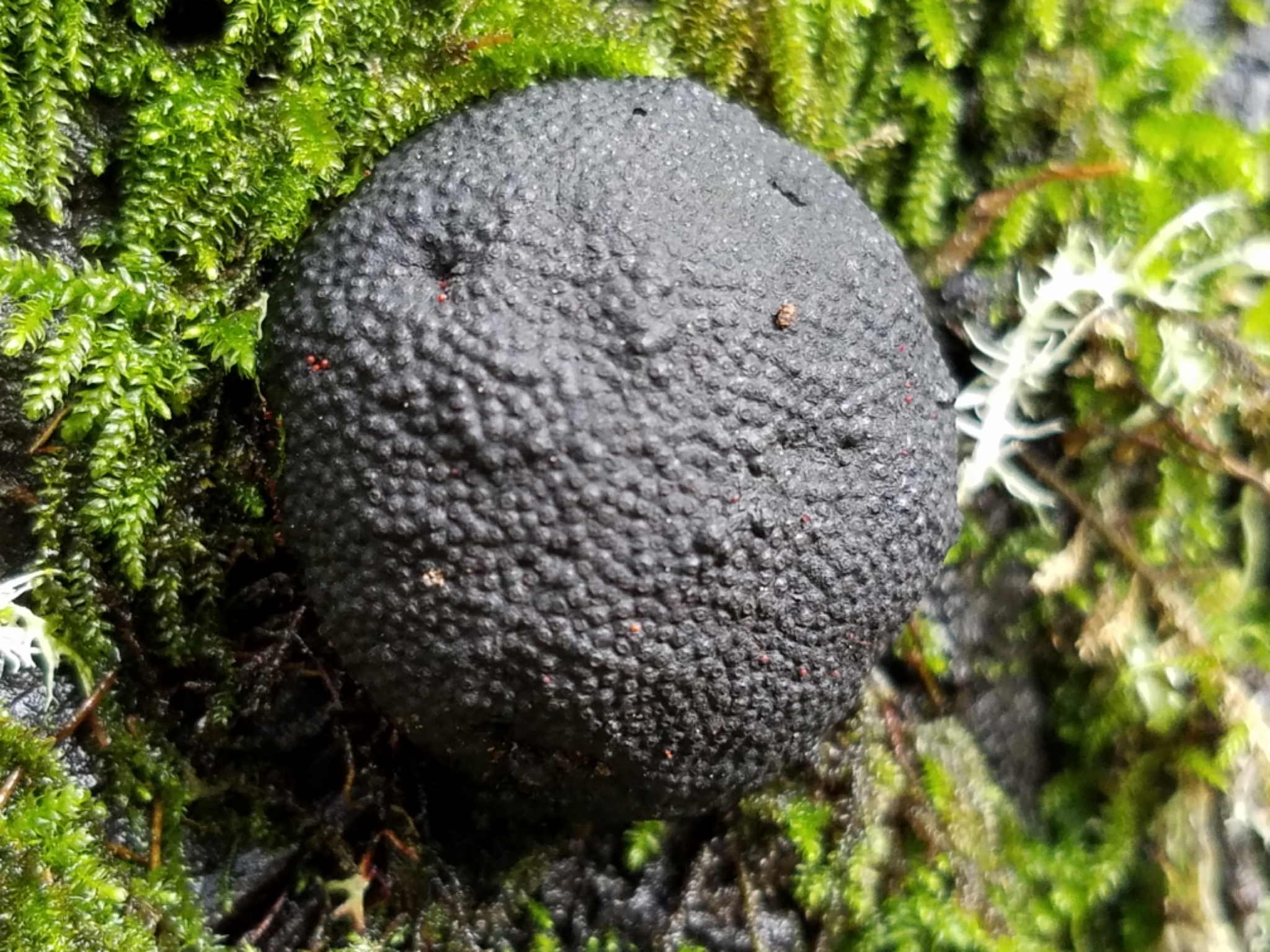 Annulohypoxylon thouarsianum image
