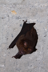 Hipposideros armiger terasensis