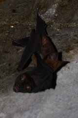 Hipposideros armiger terasensis