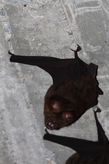 Hipposideros armiger terasensis
