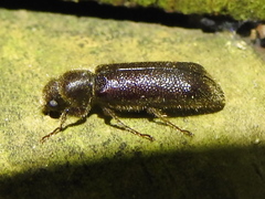 Melalgus plicatus