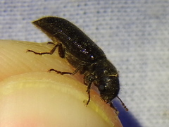 Melalgus plicatus