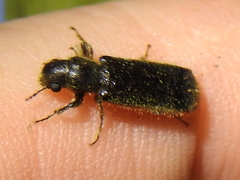 Melalgus plicatus