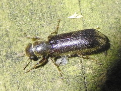Melalgus plicatus