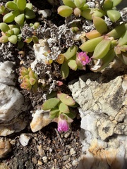 Delosperma patersoniae, photograph (c) Haneef Tayob, some rights reserved (CC BY)