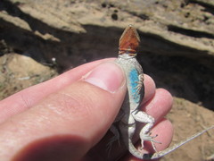Urosaurus ornatus wrighti