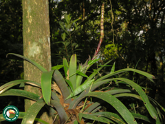 Vriesea bituminosa