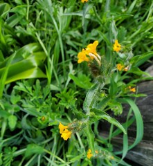 Amsinckia spectabilis