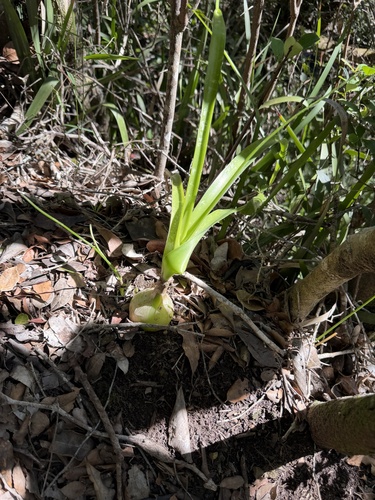 Albuca bracteata