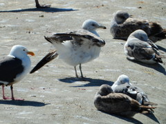 Larus californicus