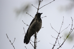 Corvus cornix