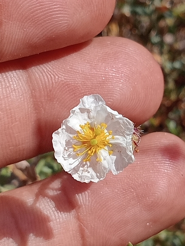 Helianthemum almeriense (Helianthemum almeriense)