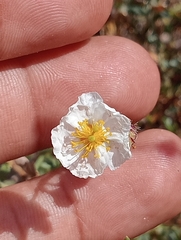 Helianthemum almeriense