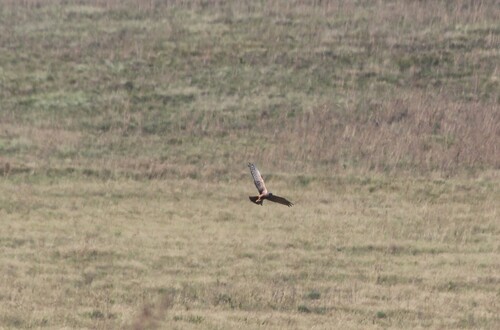 iNaturalist image