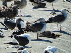 Larus occidentalis