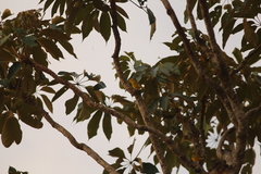 Sicalis