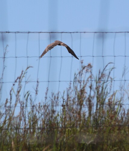 iNaturalist image