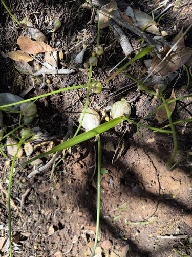 Albuca bracteata