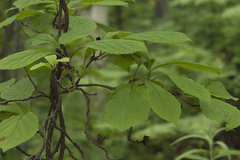 Schisandra chinensis