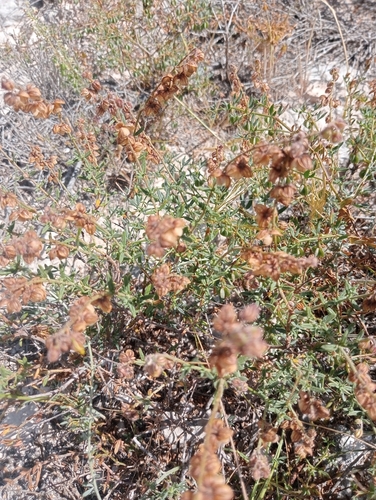 Helianthemum almeriense, photograph 3