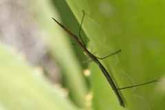 Microcoema acuminata