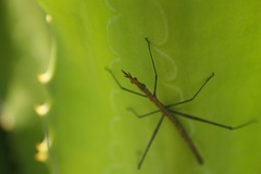Microcoema acuminata