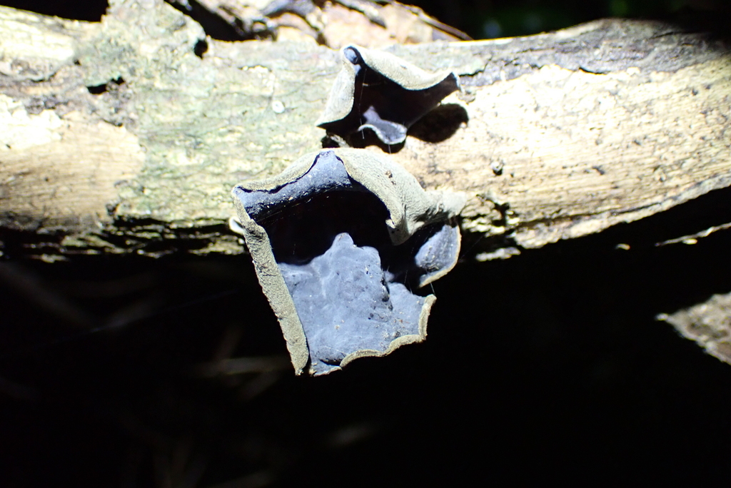 Auricularia cornea · April 2026 · photo: © berardom (iNaturalist, cc-by)