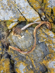 Laminariaceae