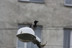 Corvus cornix