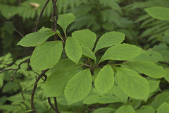 Schisandra chinensis