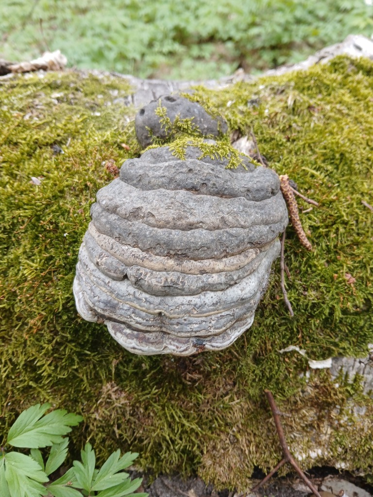 Fomes fomentarius · April 2026 · photo: © vasyliuk1 (iNaturalist, cc-by)
