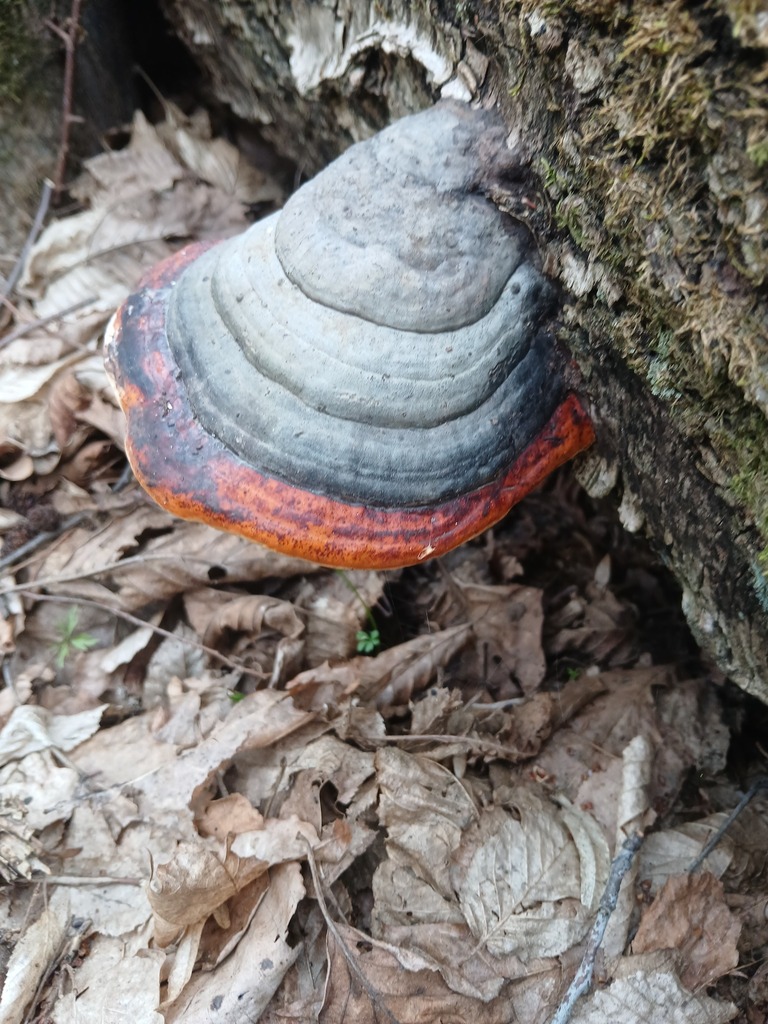 Fomitopsis pinicola · April 2026 · photo: © vasyliuk1 (iNaturalist, cc-by)