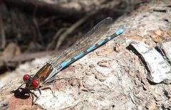 Argia joergenseni