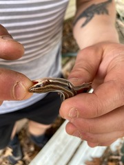 Plestiodon fasciatus