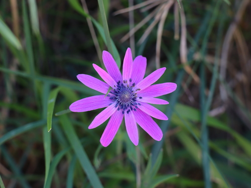 Anemone hortensis, photograph 2
