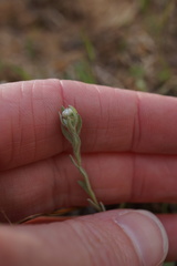 Micropus californicus