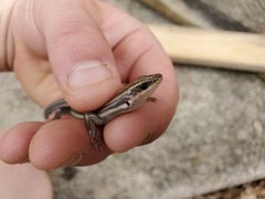 Plestiodon fasciatus