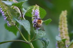 Bombus pascuorum