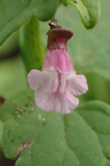 Scutellaria humilis