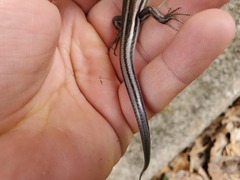 Plestiodon fasciatus