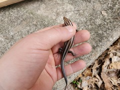 Plestiodon fasciatus
