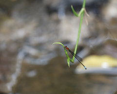 Acanthagrion apicale