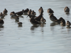 Calidris alpina