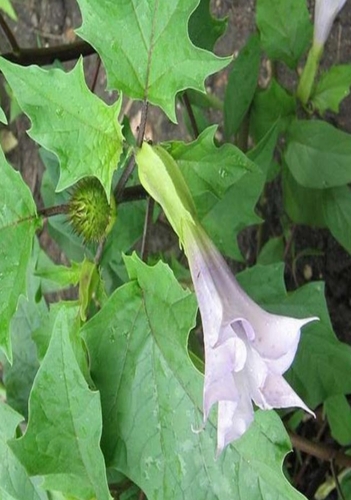 jimsonweed