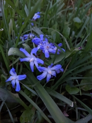 Scilla forbesii