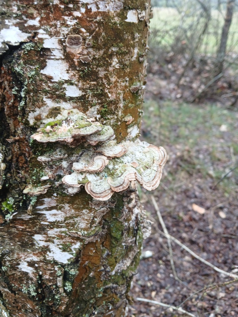 Trichaptum biforme · April 2026 · photo: © vasyliuk1 (iNaturalist, cc-by)