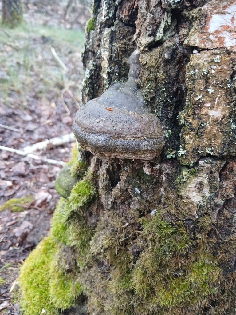 Fomes fomentarius · April 2026 · photo: © vasyliuk1 (iNaturalist, cc-by)