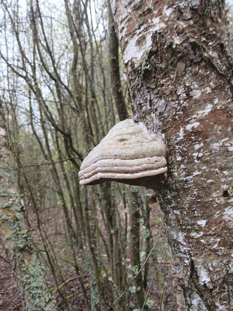 Fomes fomentarius · April 2026 · photo: © vasyliuk1 (iNaturalist, cc-by)
